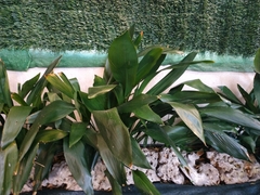 Aspidistra
