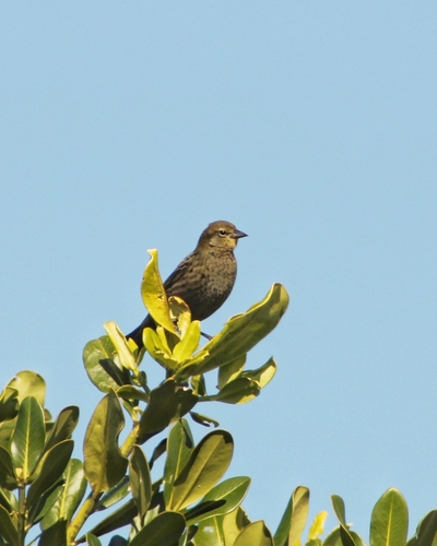 Chestnut-capped Blackbird