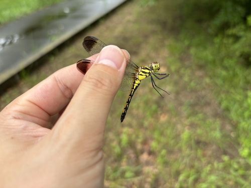 Sympetrum infuscatum