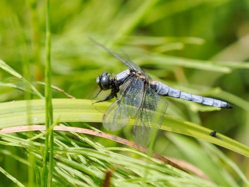 Orthetrum japonicum