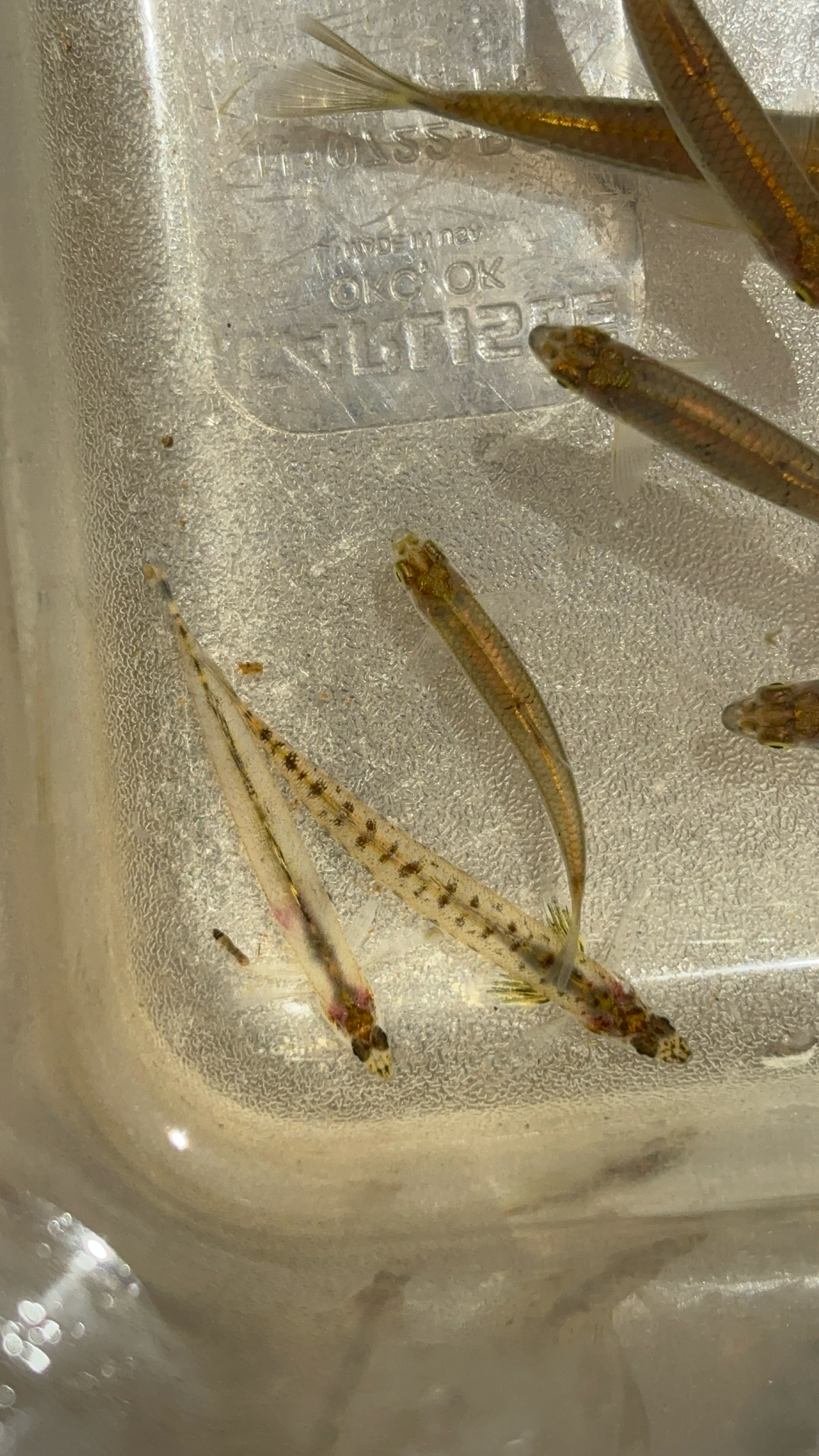Southern Sand Darter photo 3