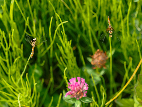 Nannophya koreana