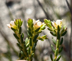 Diosma oppositifolia, photograph (c) Dave U, some rights reserved (CC BY-SA)