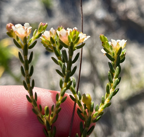 Diosma oppositifolia