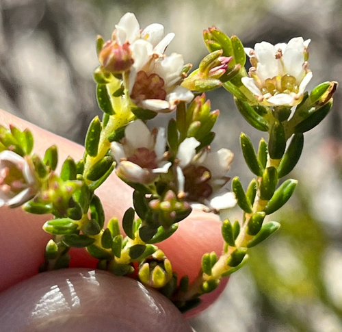 Diosma oppositifolia, photograph 1