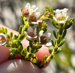 Diosma oppositifolia, photograph (c) Dave U, some rights reserved (CC BY-SA)