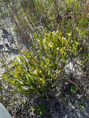 Diosma oppositifolia, photograph (c) Dave U, some rights reserved (CC BY-SA)