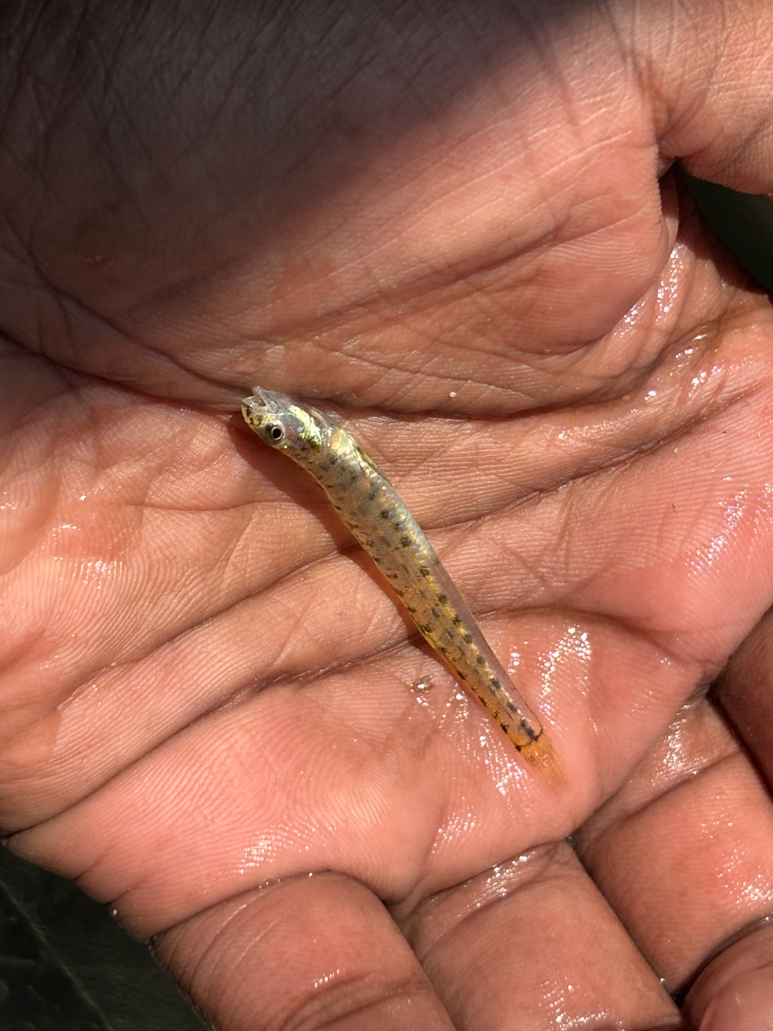 Southern Sand Darter photo 4