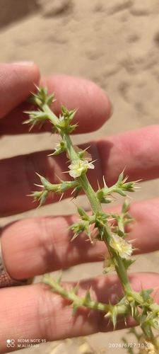 saltwort