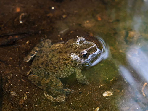 Wrinkled Frog
