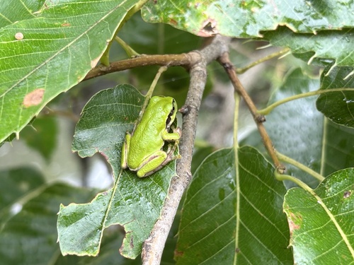 Eastern Japanese Tree Frog