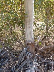 Eucalyptus socialis viridans