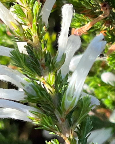 Erica perspicua, photograph 2