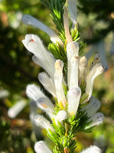 Erica perspicua, photograph 1