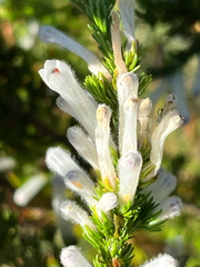 Erica perspicua, photograph (c) Dave U, some rights reserved (CC BY-SA)