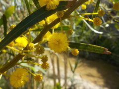 Phyllodineae
