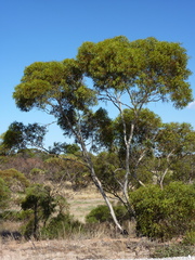 Eucalyptus socialis viridans