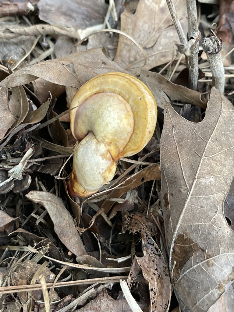 golden reishi · June 2026 · photo: Photo: no rights reserved · iNaturalist
