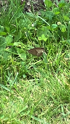 Meadow Brown