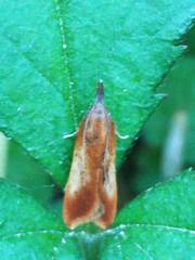 Dichomeris ustalella