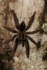 Psalmopoeinae