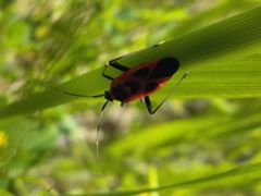 Calocoris nemoralis