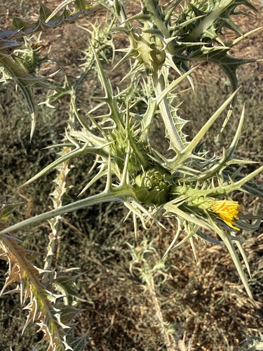 spotted golden thistle