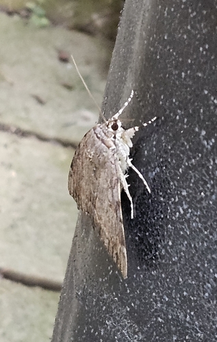 Agrippina Underwing