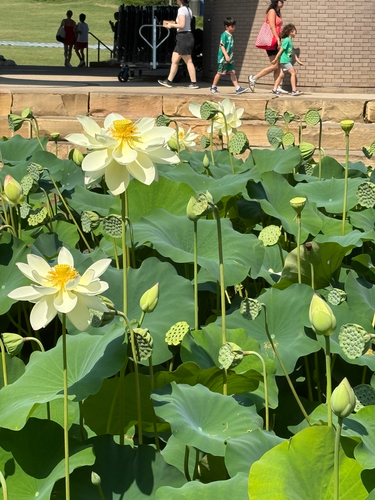 American lotus