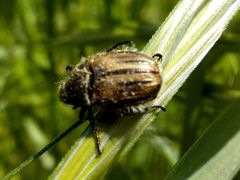 Blitopertha lineolata