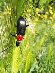 Heliotaurus ruficollis