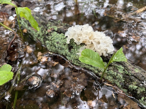 snow fungus