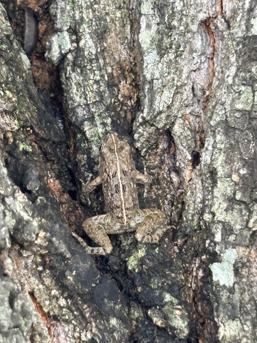 Rice field frog