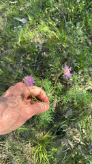 Dalea compacta, photograph (c) Gary Barton, some rights reserved (CC BY)