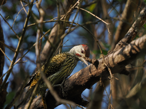 Golden-tailed Woodpecker