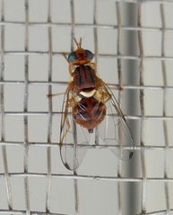 Bactrocera oleae