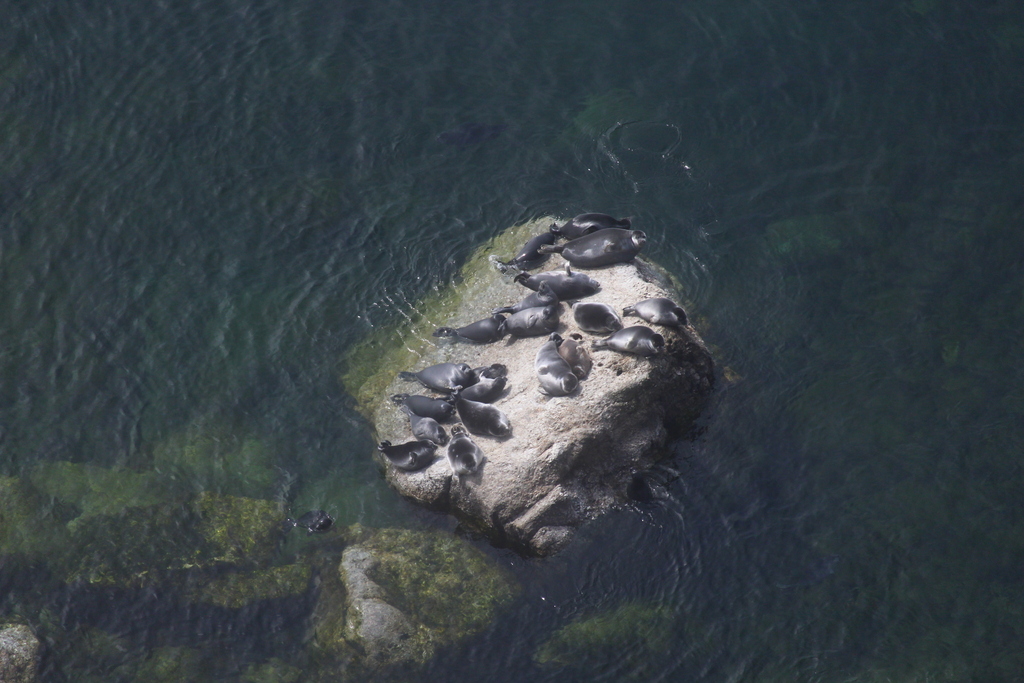 Group of Baikal seals resting together on a rock at the water's edge, seen from above