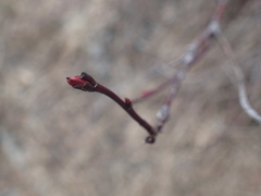 Rosa amblyotis