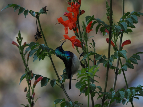 White-bellied Sunbird