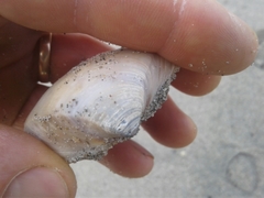 Crassula aequilatera