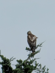 Red-shouldered Hawk