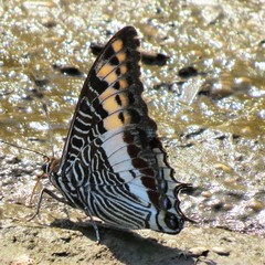Charaxes castor flavifasciatus