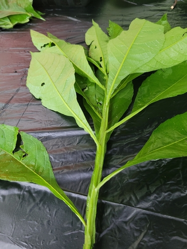 Wingstem
