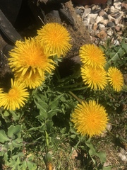Taraxacum officinale
