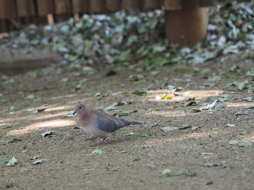 Southern Laughing Dove