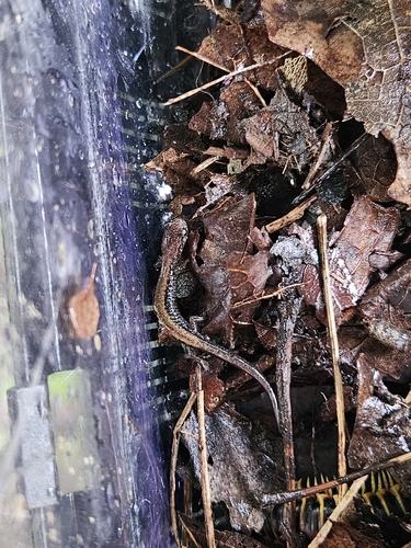 Eastern Red-backed Salamander