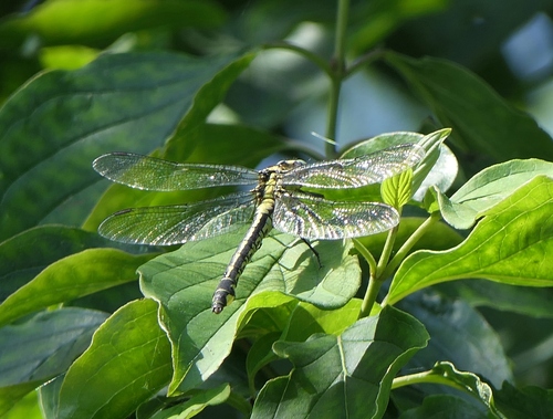Common Clubtail