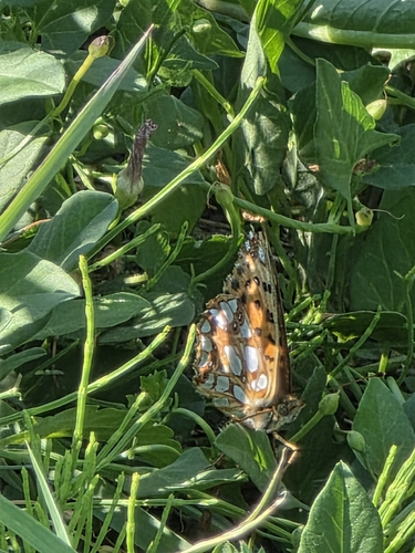 Queen of Spain Fritillary