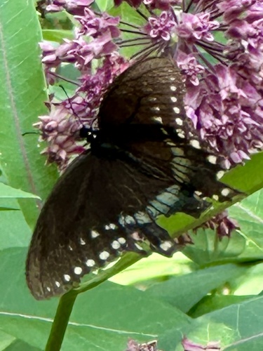 Spicebush Swallowtail