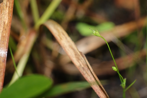 Mitrasacme pygmaea observed 2026-06-27